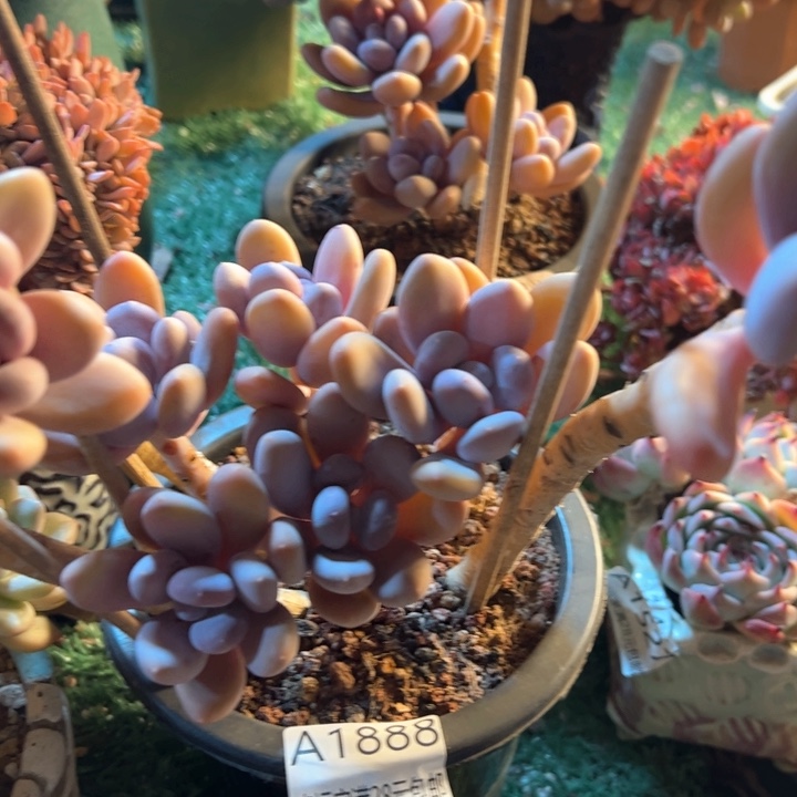 幸运的是我的朋友们