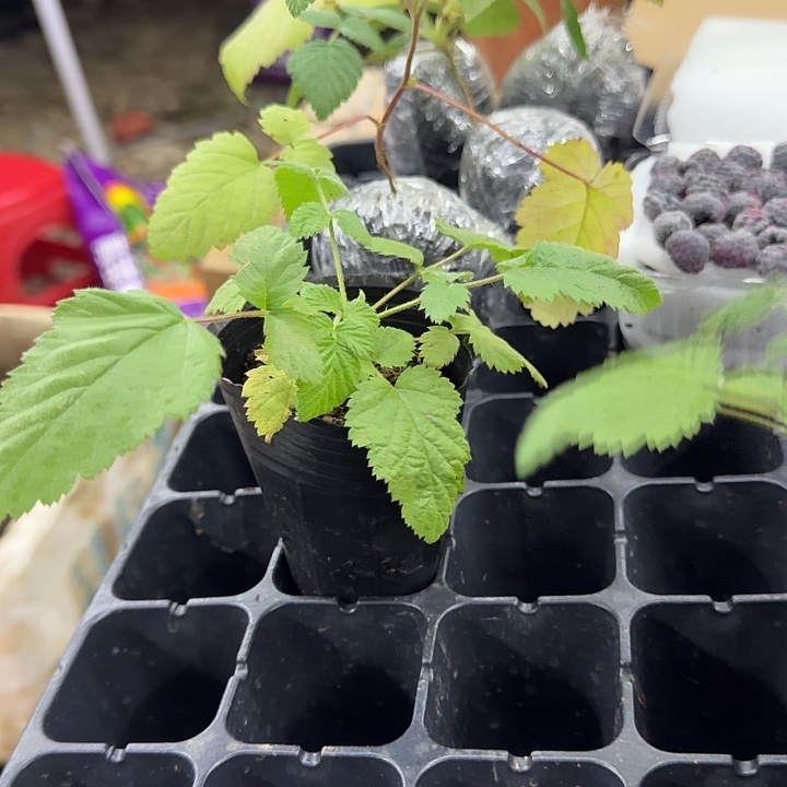 完全开放四季黑泡