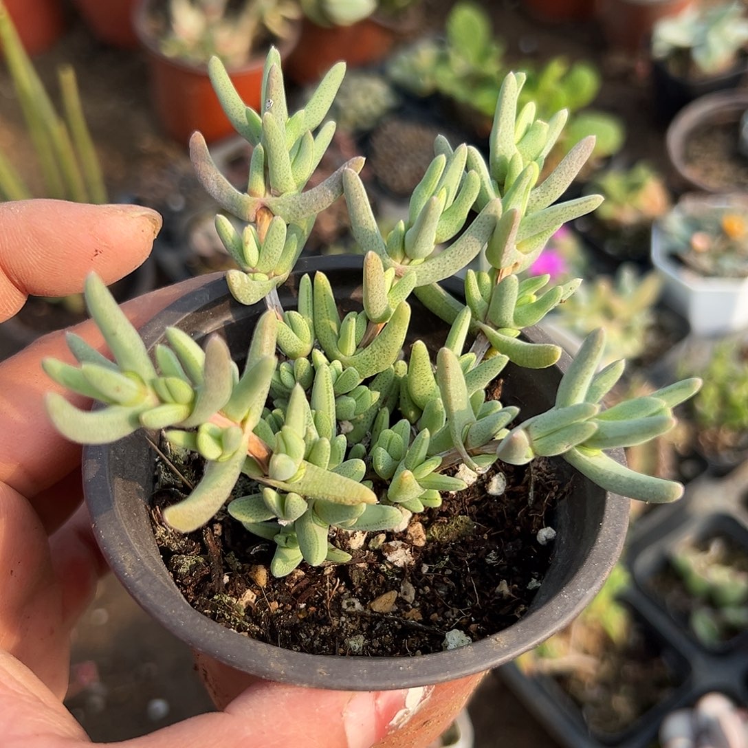 多肉植物枝干开花