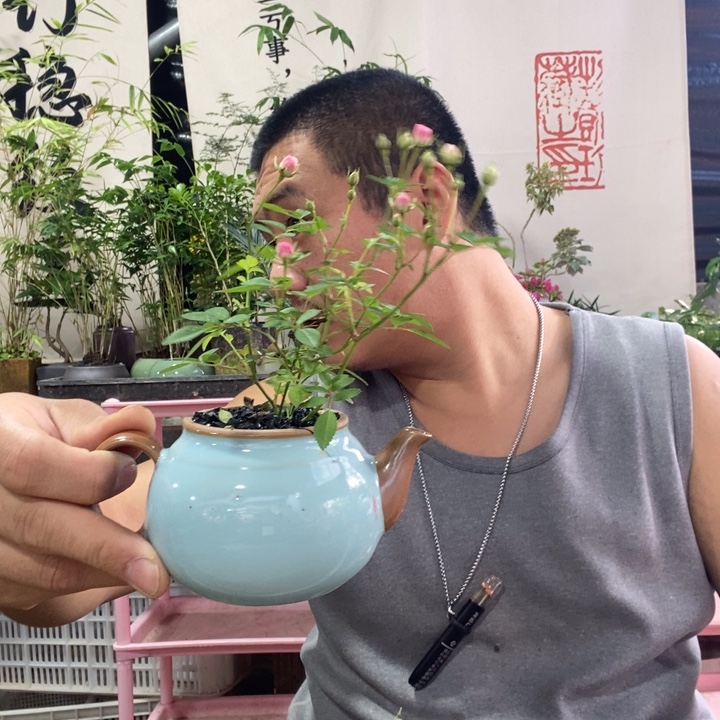 冷***知以实际为准盆景绿植盆栽113
