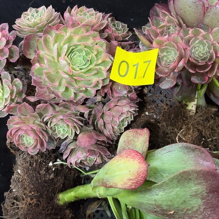 多肉植物福利17福利