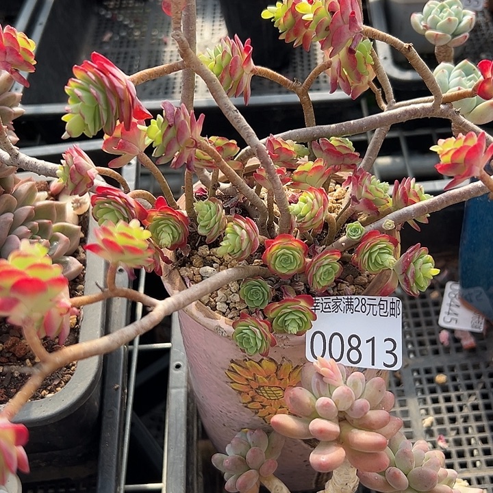 幸运的是我还没遇到你