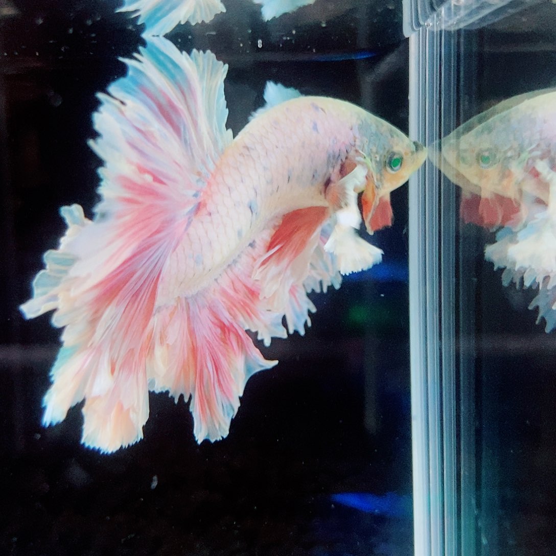 斗鱼蓝81号绣球半月