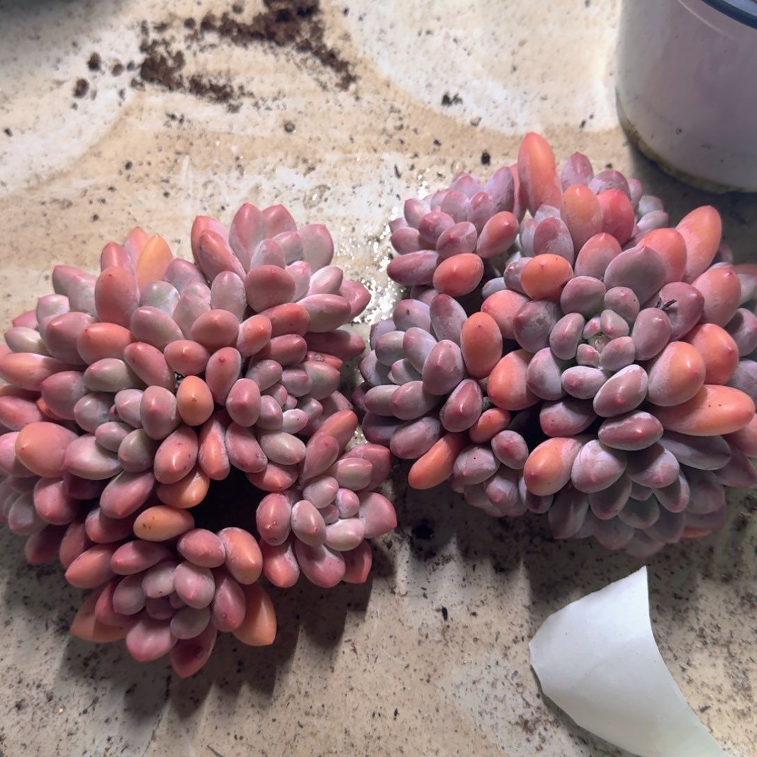 酱***紫香水群生两颗链接