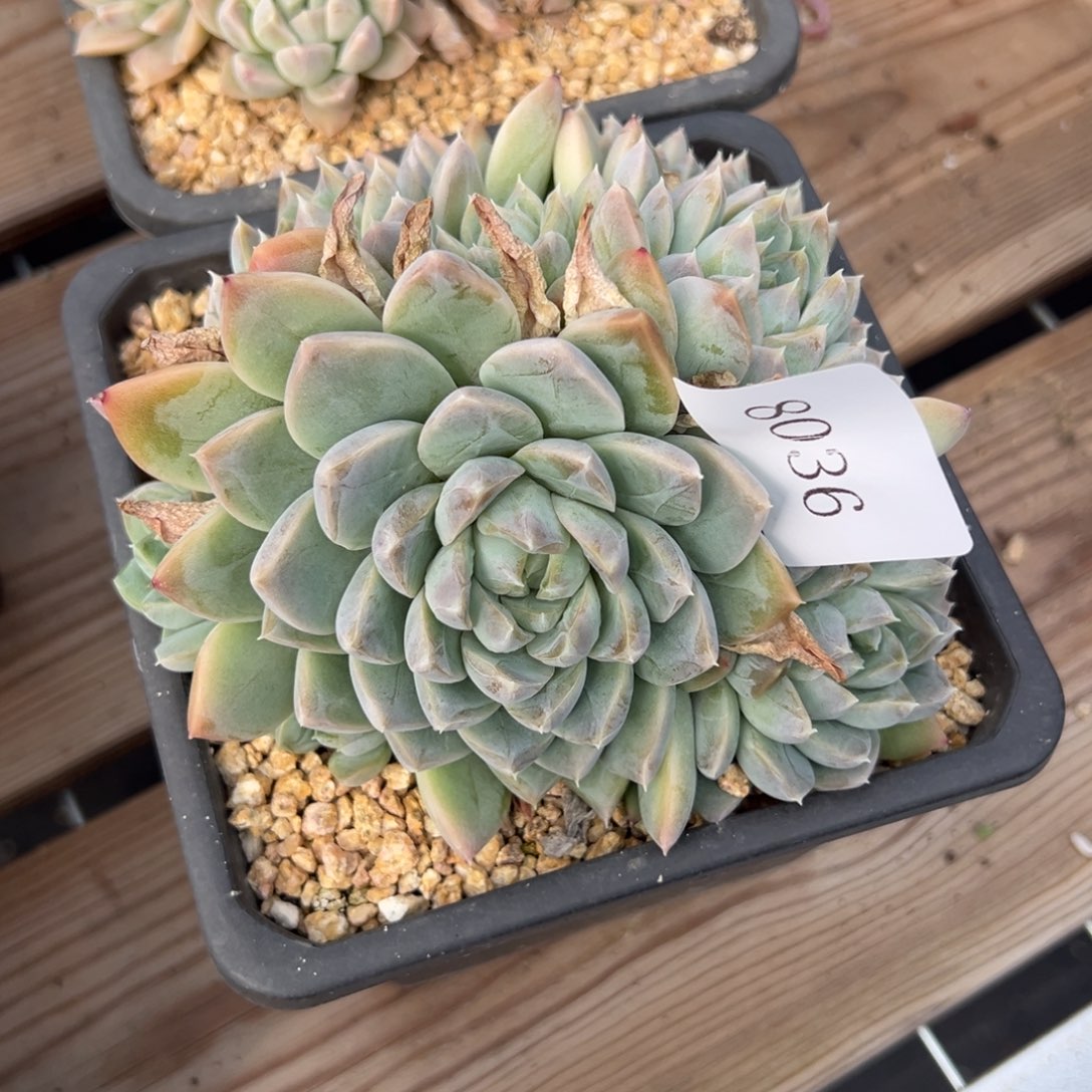 米*丫8036多肉多多多啊