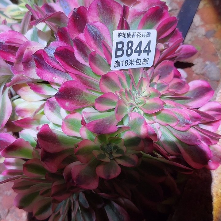 多肉法师香妃一体化