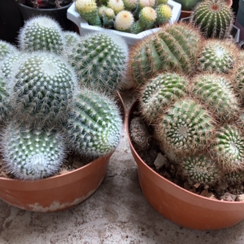 白芙蓉南国玉仙人球35米