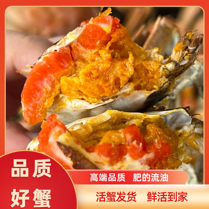 【活蟹】盘锦河蟹 母蟹 1.6-1.4两/只 2斤/3斤 （16-24只）鲜活发货