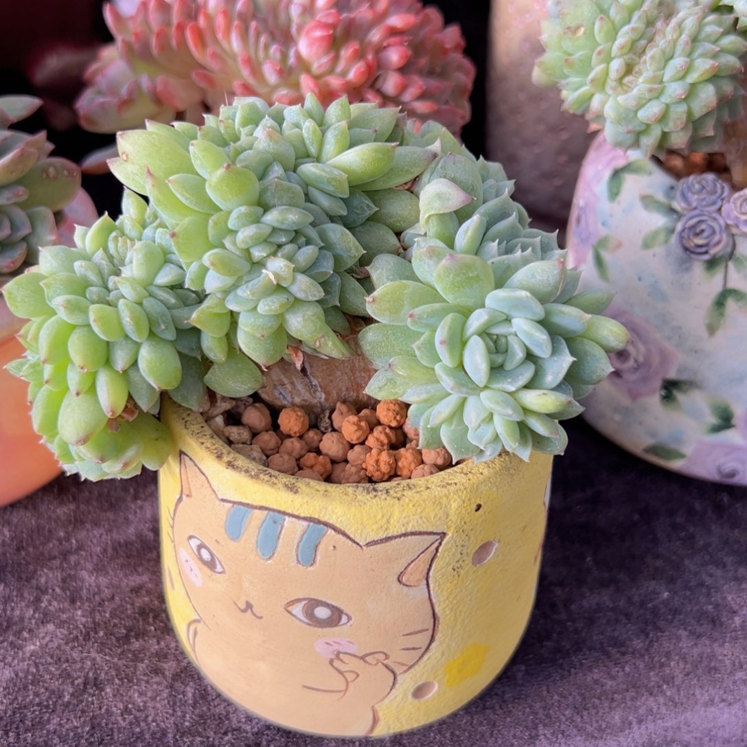 新年快乐啊宝宝们888888