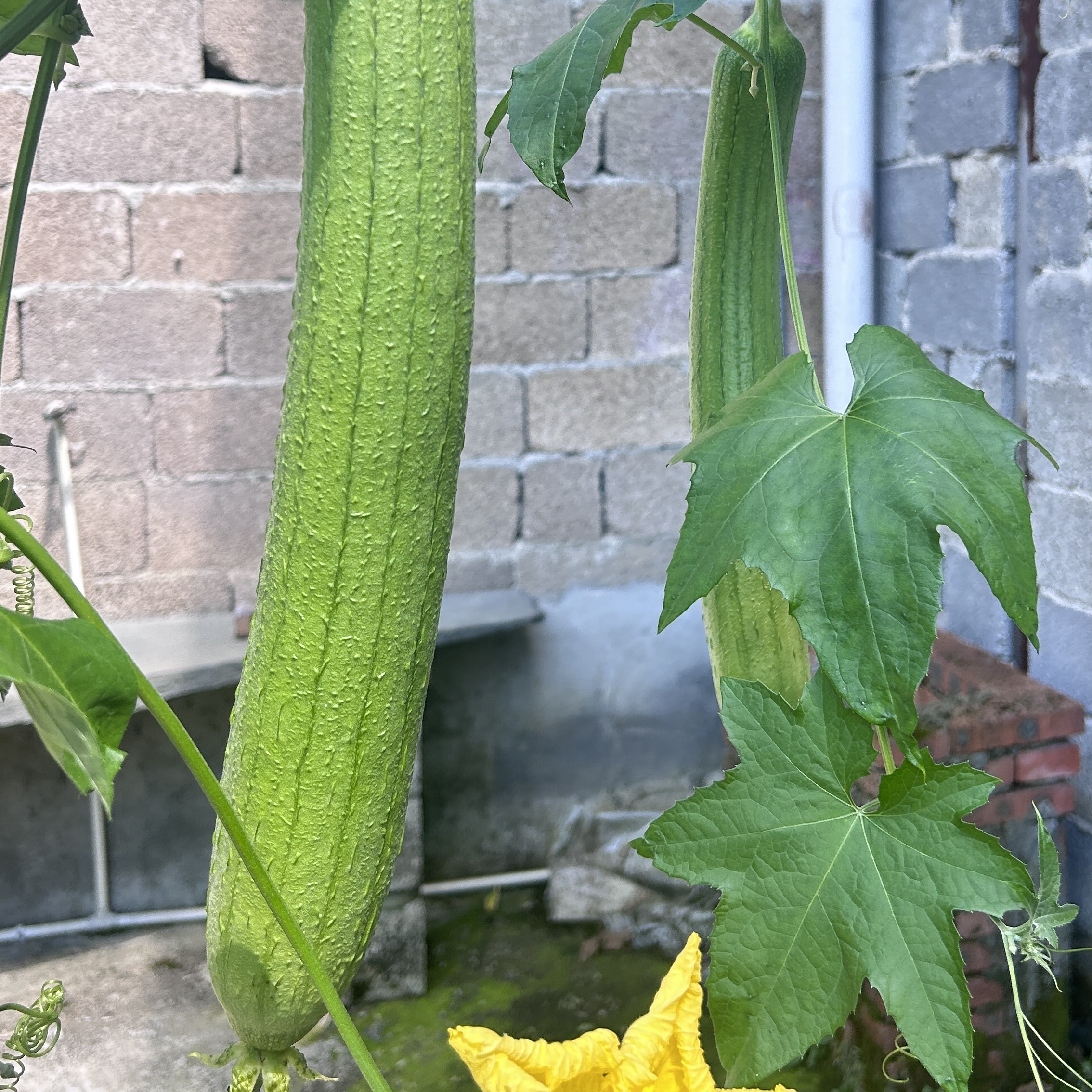 玉山露天种植新鲜旱丝瓜现摘现发