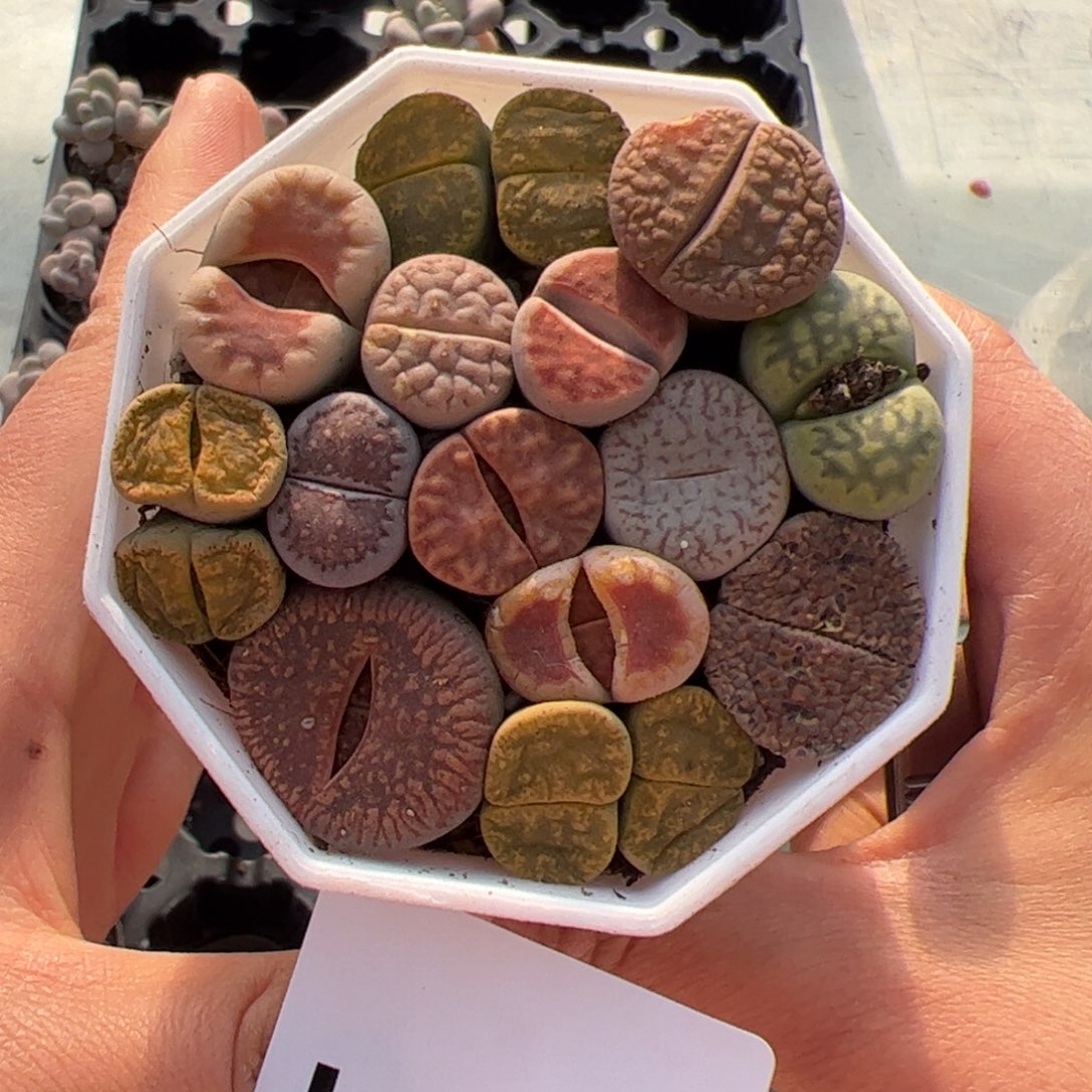 131 满38包邮一物一拍