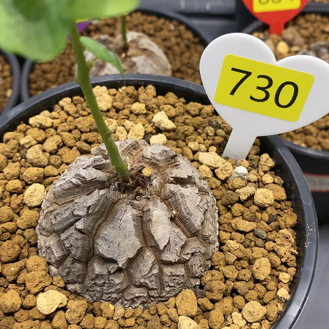 6.4cm南非龟甲龙龟甲龙