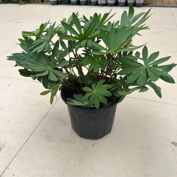 鲁冰花盆栽庭院耐寒植物颜色随机