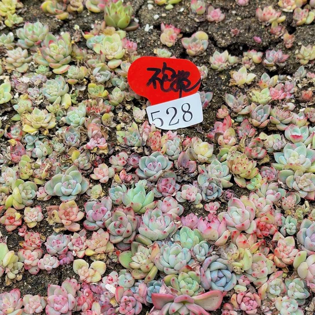 p****e多肉植物多肉植物528