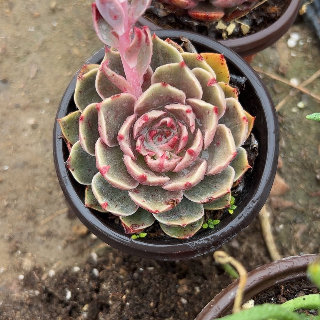 多肉植物单头路易斯