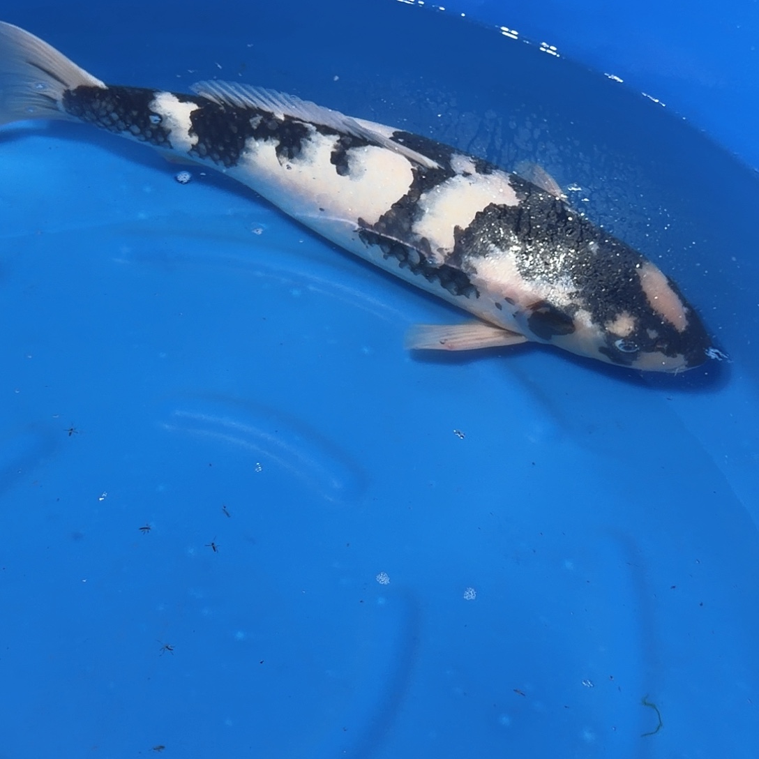 锦鲤白写专拍链接