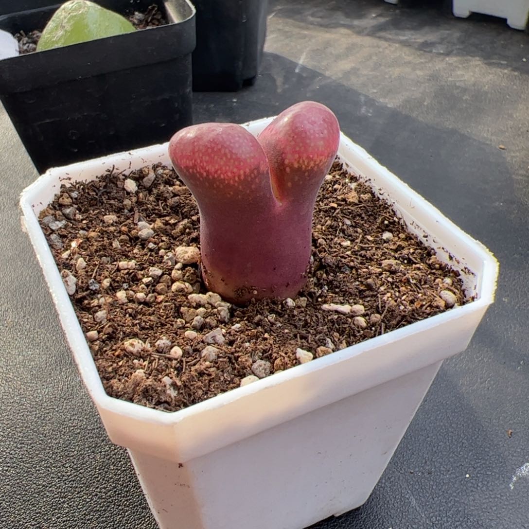 9.23大红多肉植物165