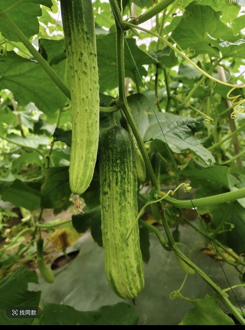 贵州农家露天种植老品种黄瓜