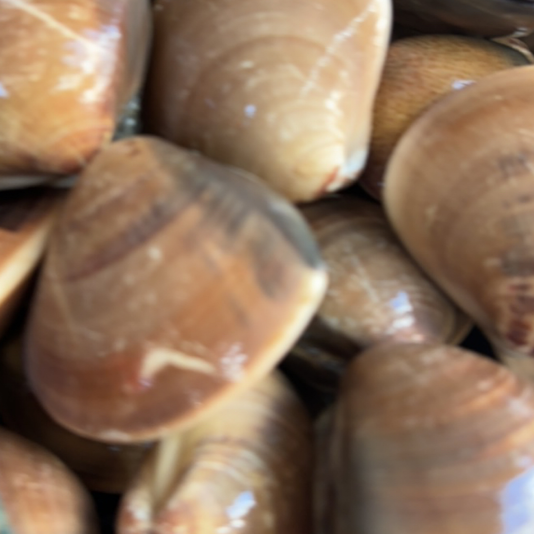 广东汕尾潜水野生潜水沙白贝 烧烤白灼下酒菜