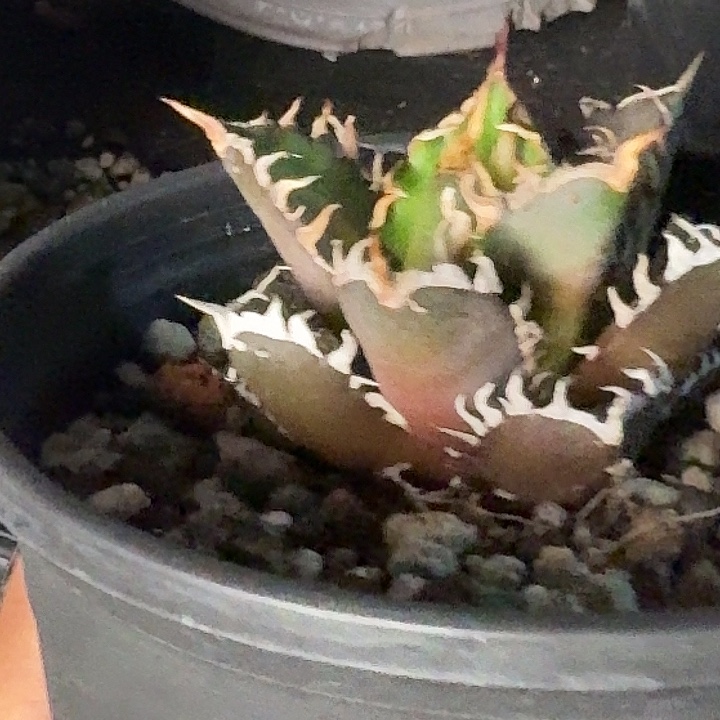 无花朵龙舌兰仁王冠红猫