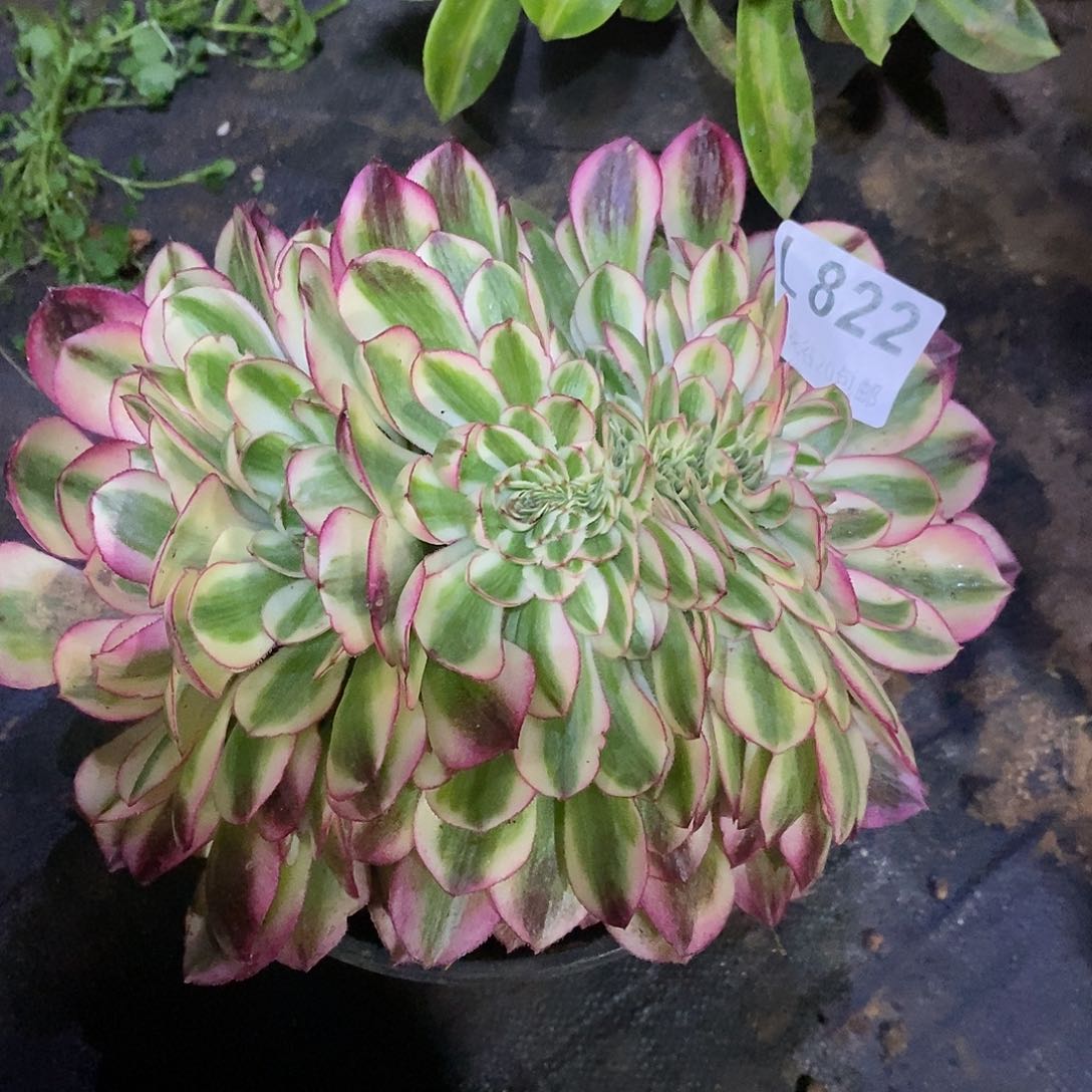 822倾城缀多肉植物