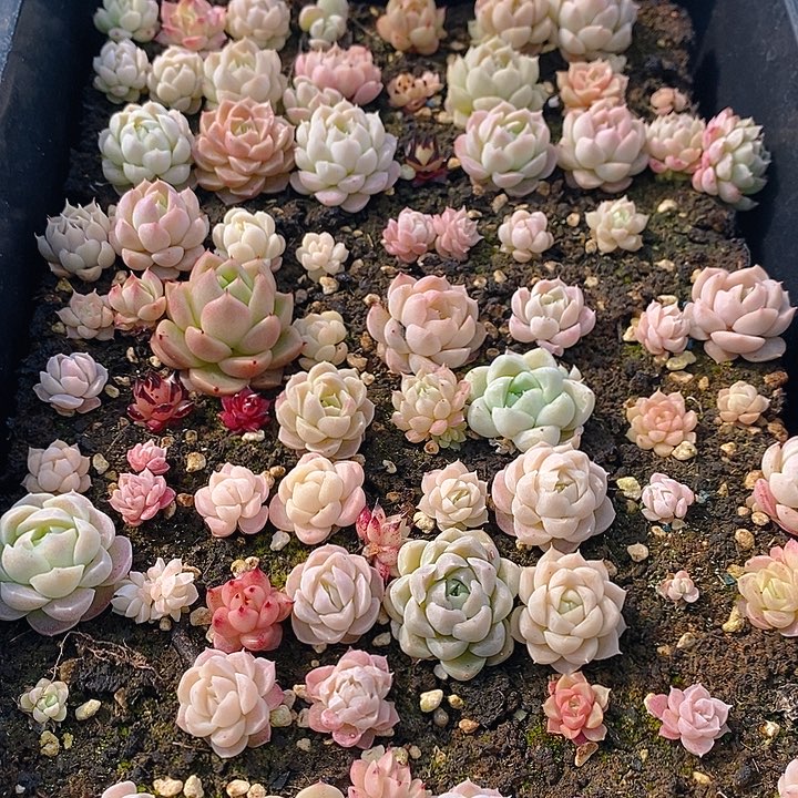 221 多肉植物盆栽花卉