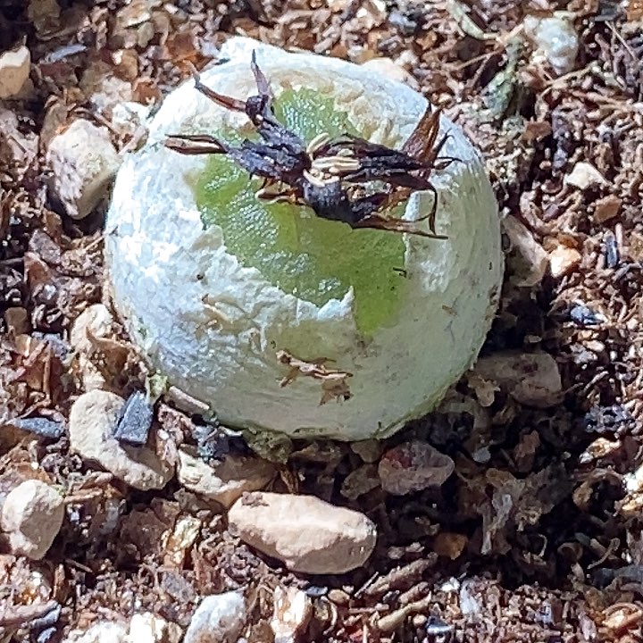 14560哈莫灯一颗