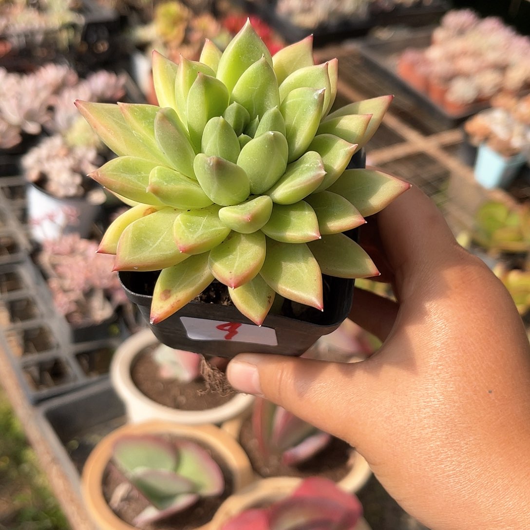 男***肉9。   11111111111