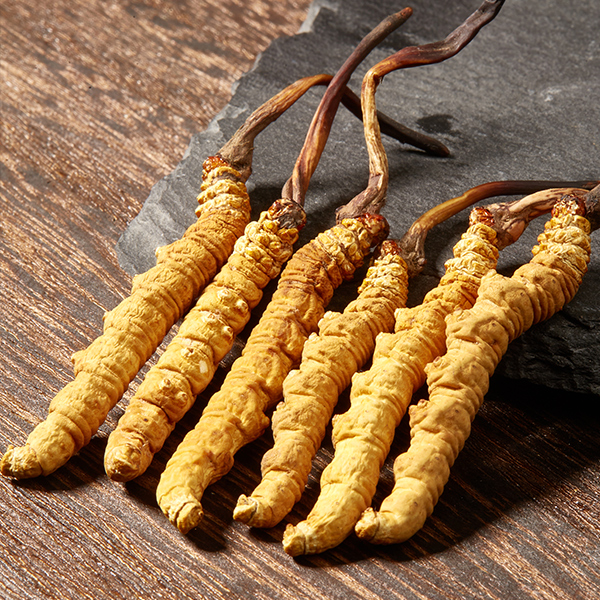 冬虫夏草2025年头期头茬新干草送礼滋补炖汤泡水