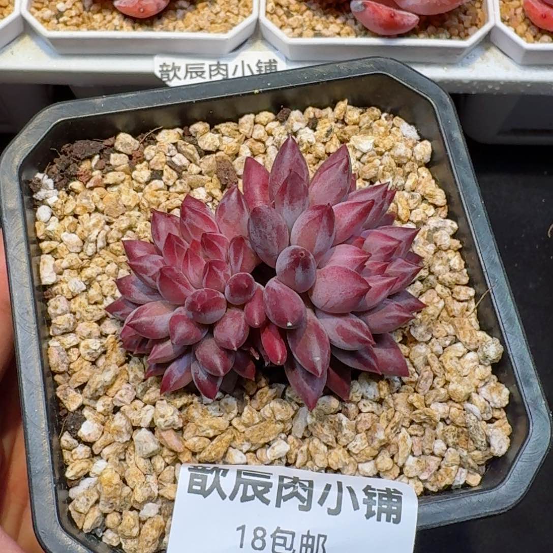 多肉植物 947  金鱼姬