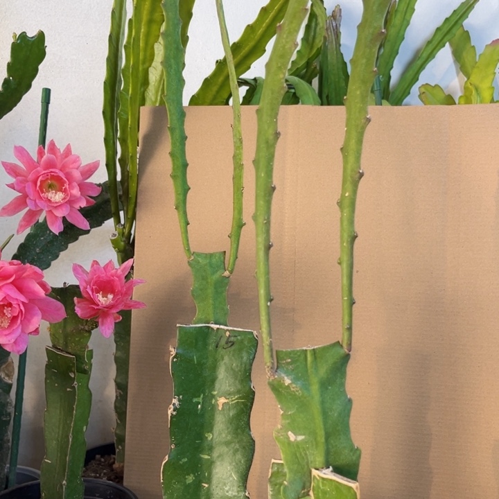 当前无花栽培后可以开花579