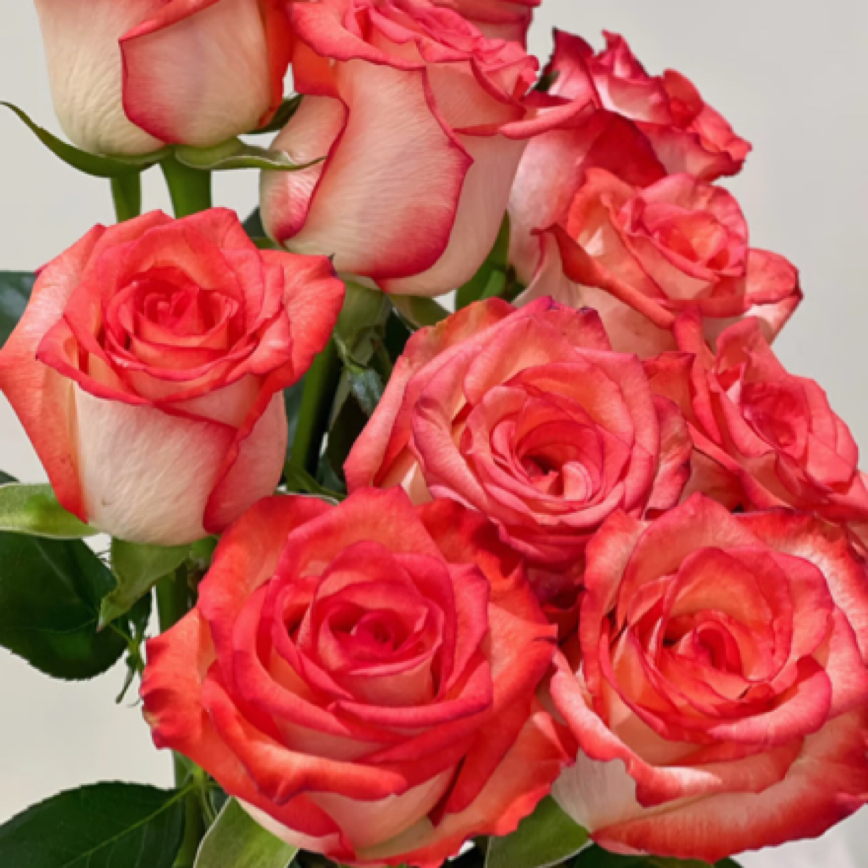 成媛【切花胭脂扣/雅西卡】月季 根接苗 灌木高杯切花肯尼亚玫瑰