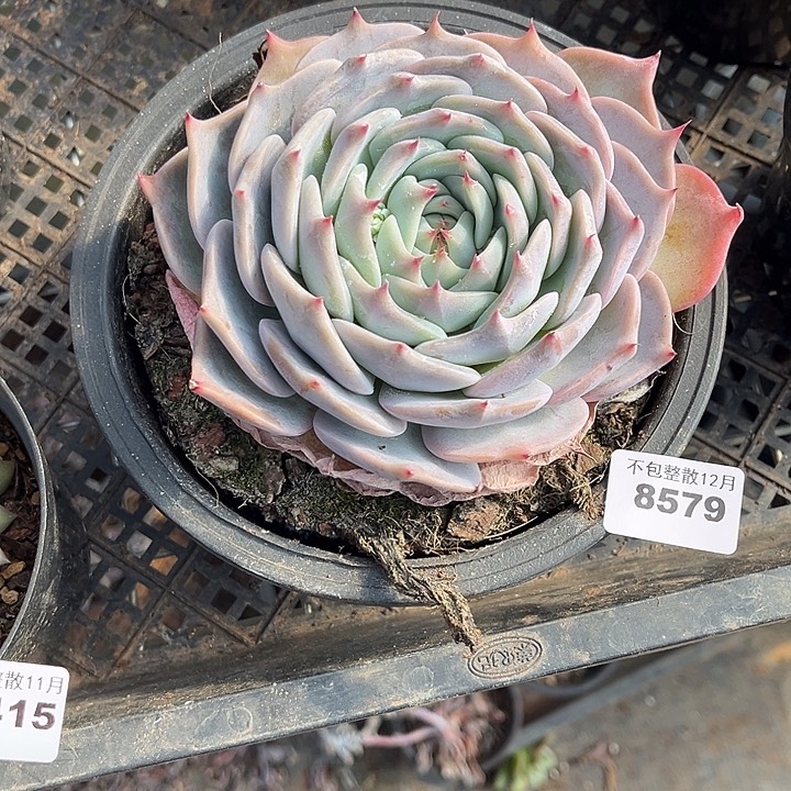 阿雅园艺。        8579皮卡丘