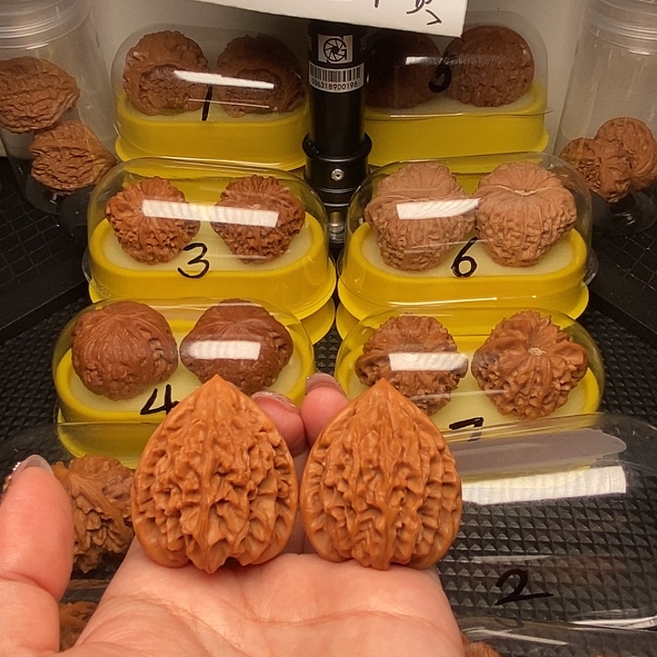 星***烂38高尖龙门         