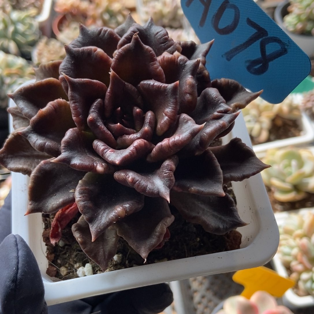 078黑饺unsourced多肉