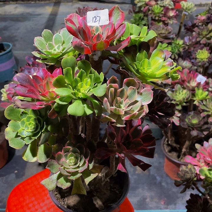 平***乐架接000000000127号