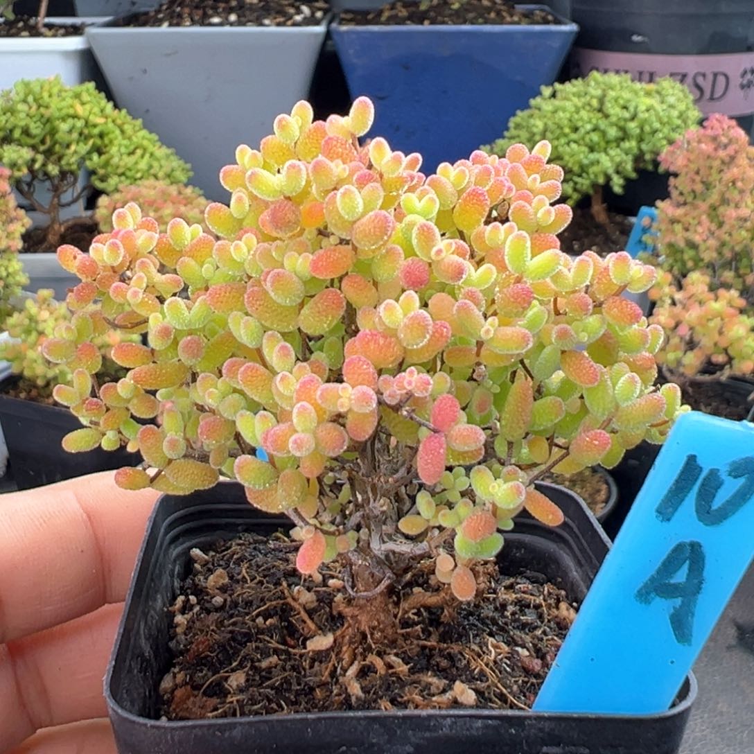 精控蜜橘糖球10号