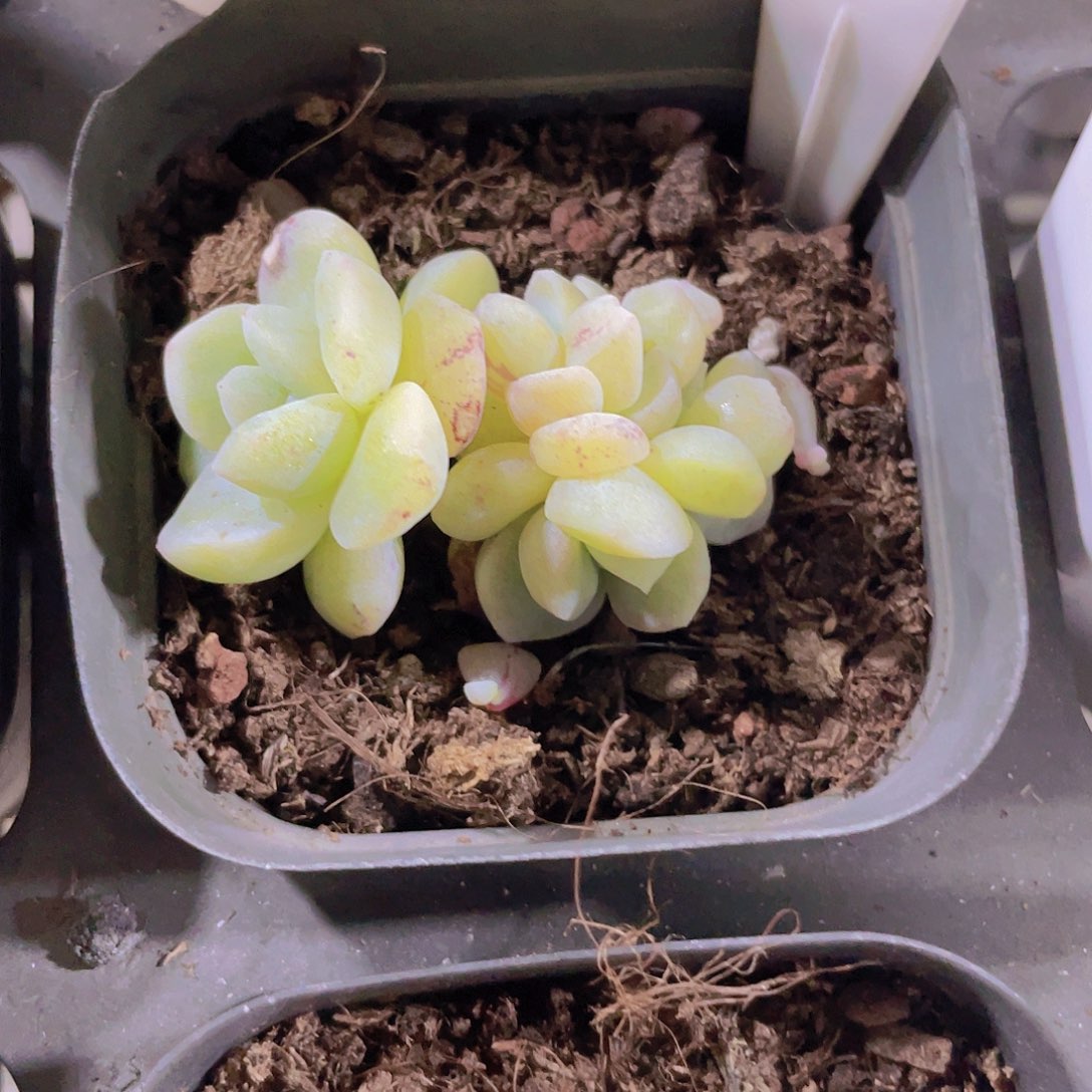 石化冰玉5头e041一物一拍