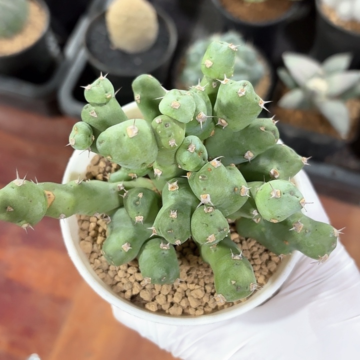 丘西大吉仙人球123