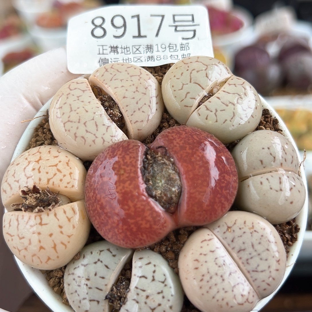 好养易活生石花大母本8917