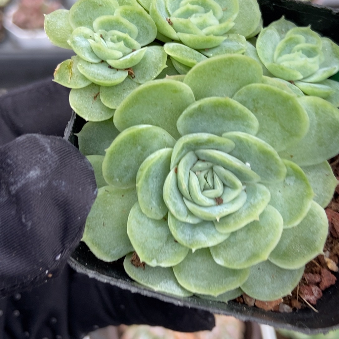 938希娜多肉植物多肉