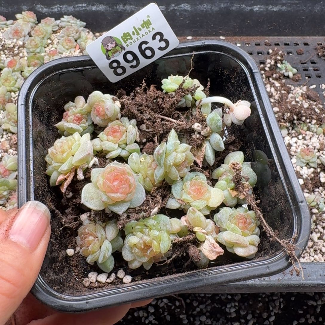 骨***头多肉植物多肉植物