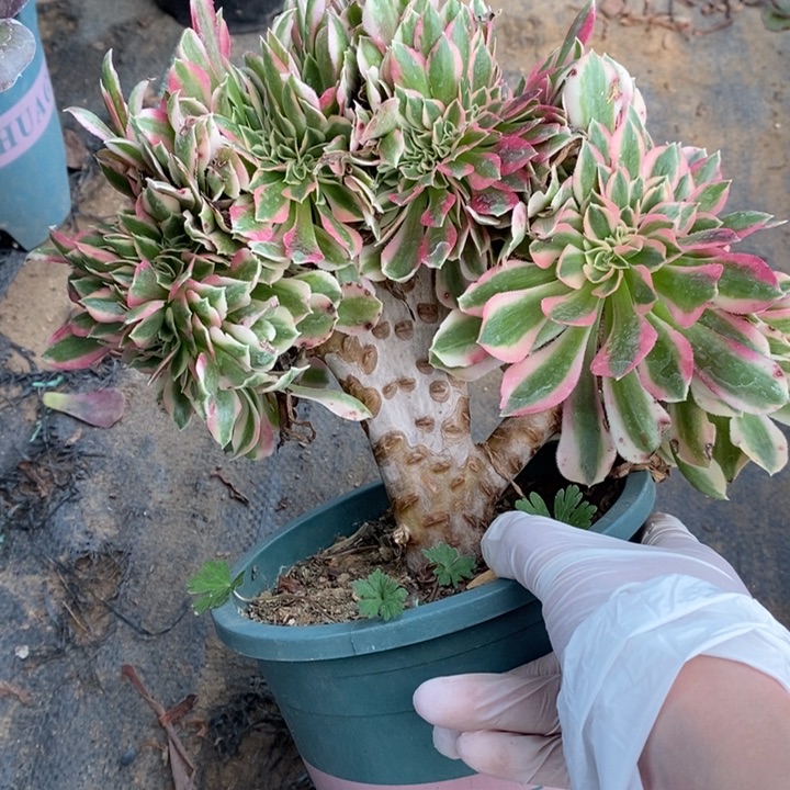 粉女巫缀断枝42多肉植物法师法师