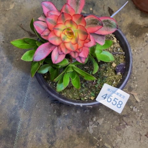 魅金玫瑰锦嫁接的多肉4658