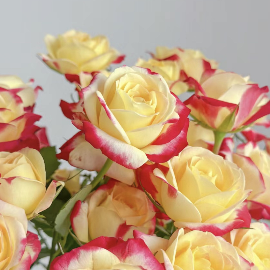 醉红妆庭院阳台绿植月季多头扦插四季开花好养花卉盆栽