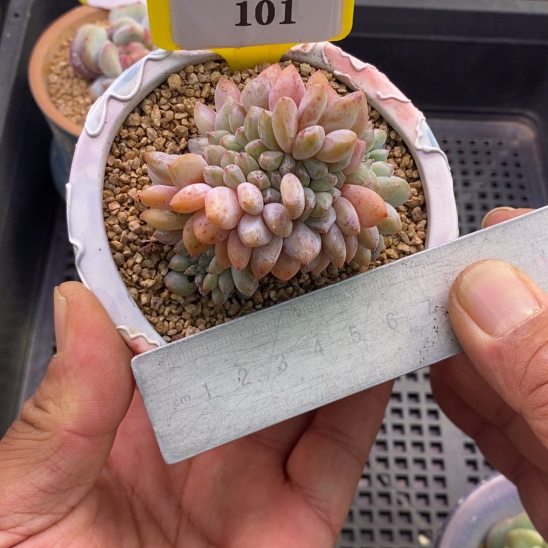 6101星影缀化多肉植物