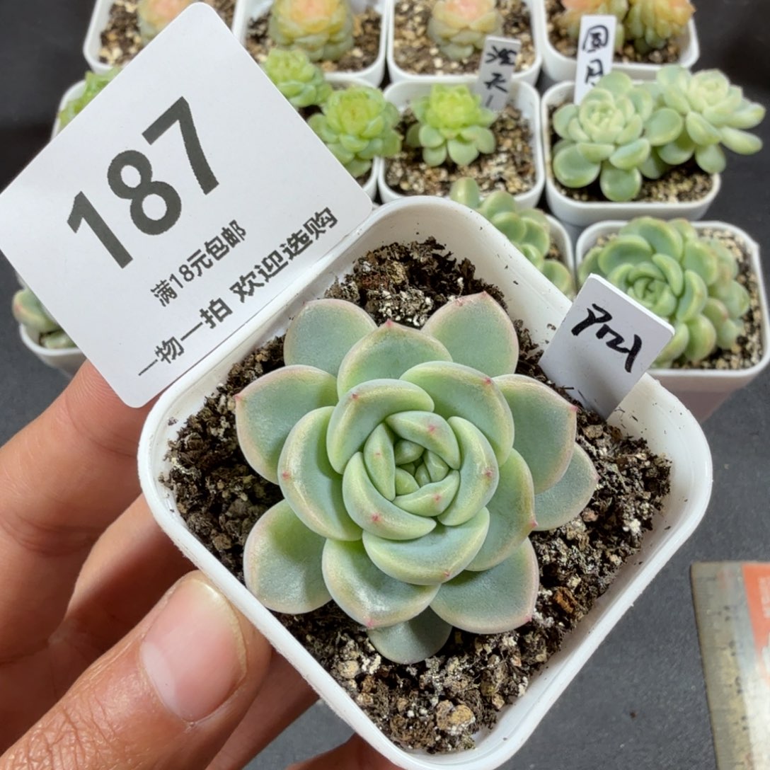 甜心121一物一拍187