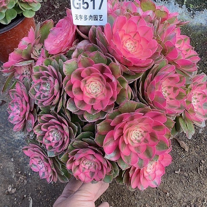 多肉植物荔枝517多肉