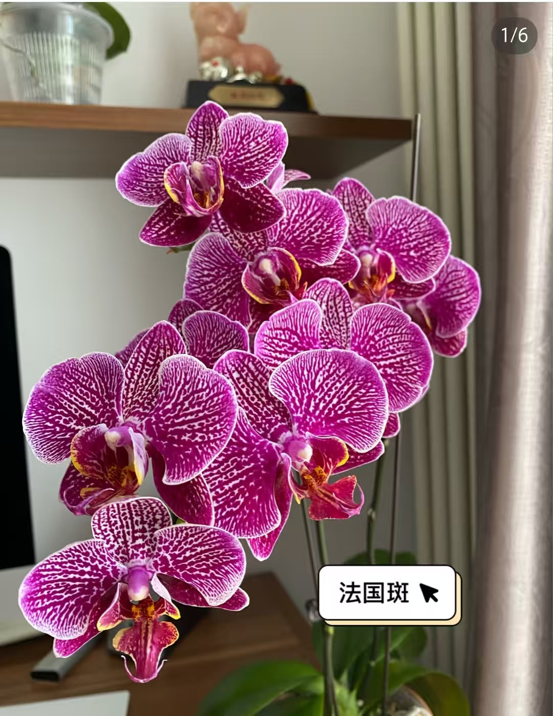 一个剑【法国斑2.8杯】。没有开花