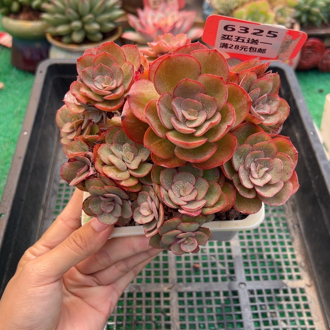 表妹精品多肉植物6325